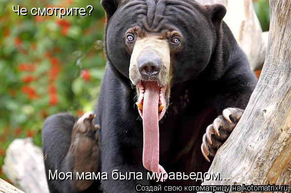 Че смотрите? Моя мама была муравьедом...... Котоматрица: Че смотрите? Моя мама была муравьедом...