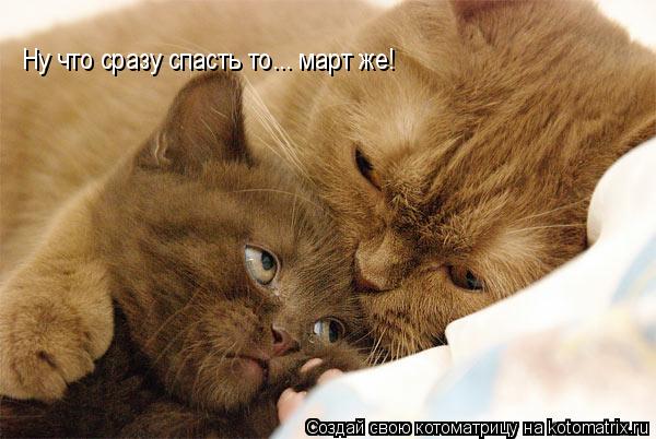 Ну что сразу спасть то... март же!... Котоматрица: Ну что сразу спасть то... март же!