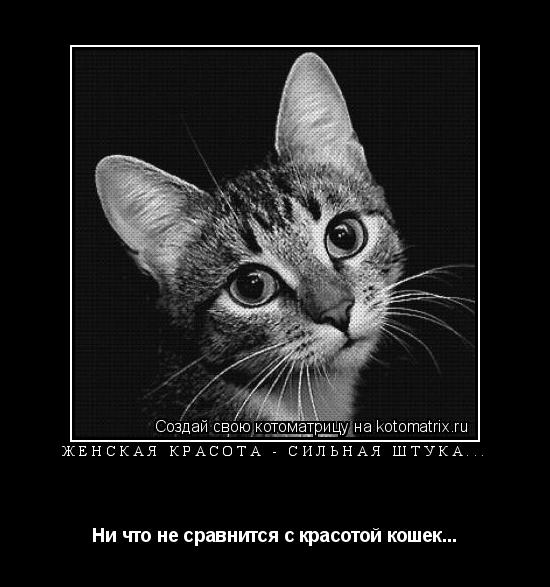 Женская красота - сильная штука... Ни что не сравнится с красотой кошек...... Котоматрица: Женская красота - сильная штука... Ни что не сравнится с красотой кошек...