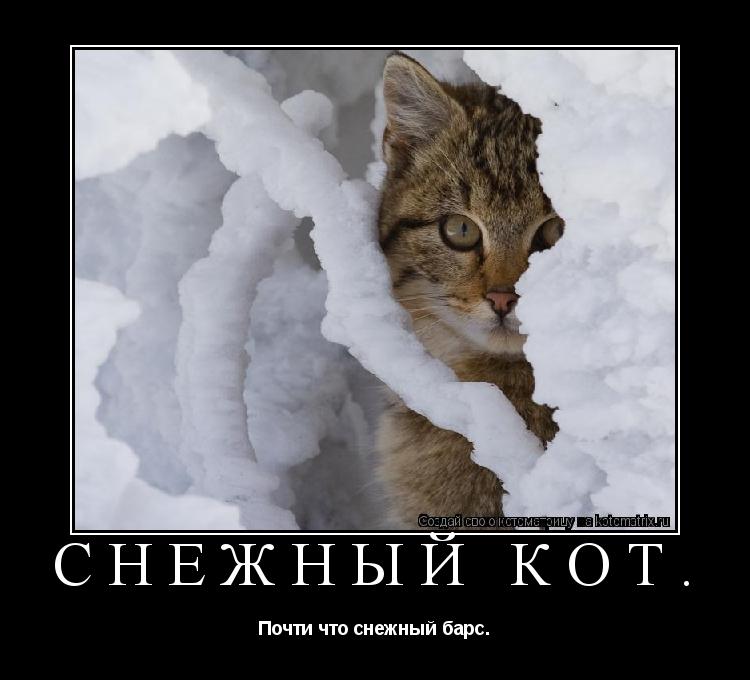 Снежный кот. Почти что снежный барс.... Котоматрица: Снежный кот. Почти что снежный барс.