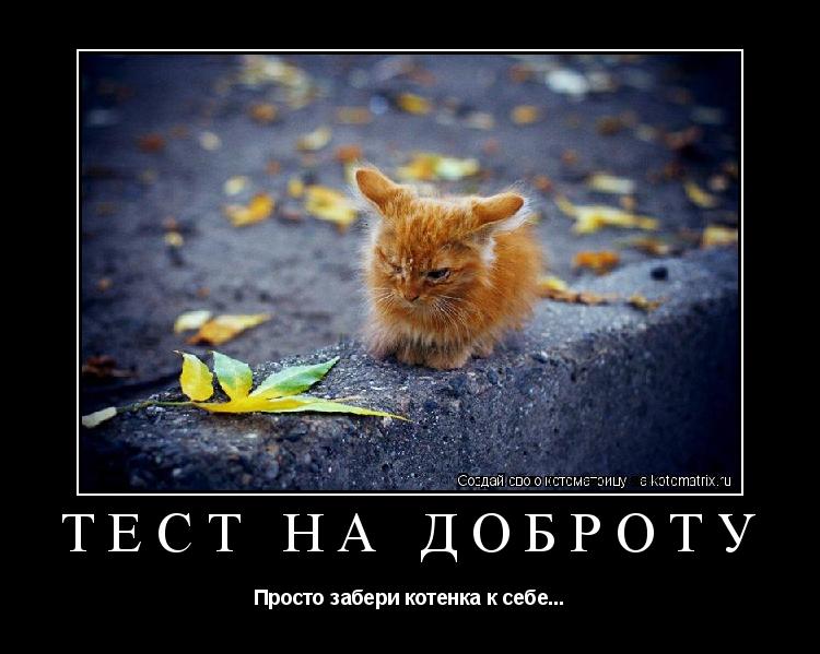 Тест на доброту Просто забери котенка к себе...... Котоматрица: Тест на доброту Просто забери котенка к себе...