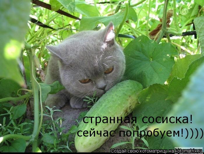 странная сосиска! сейчас попробуем!))))... Котоматрица: странная сосиска! сейчас попробуем!))))