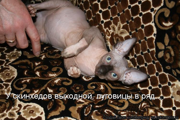 У скинхедов выходной, пуговицы в ряд...... Котоматрица: У скинхедов выходной, пуговицы в ряд...
