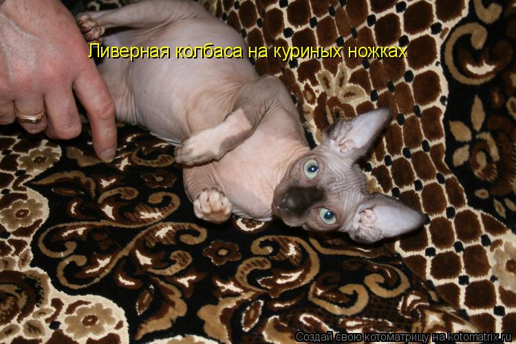 Ливерная колбаса на куриных ножках... Котоматрица: Ливерная колбаса на куриных ножках