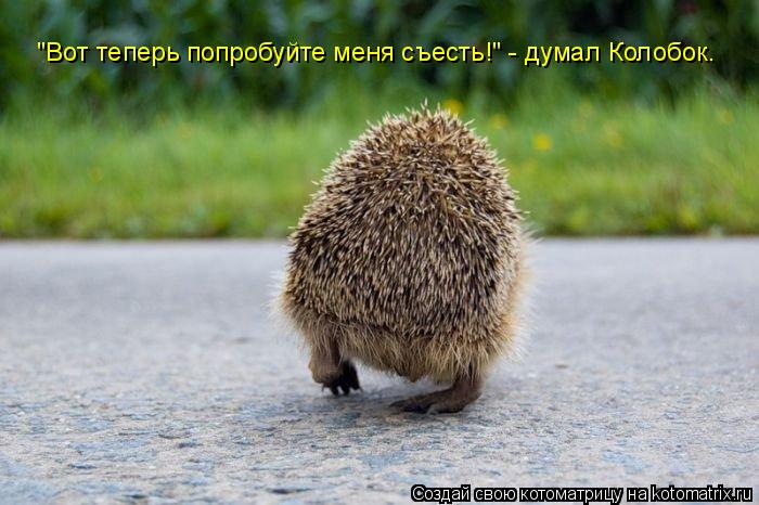"Вот теперь попробуйте меня съесть!" - думал Колобок.... Котоматрица: "Вот теперь попробуйте меня съесть!" - думал Колобок.