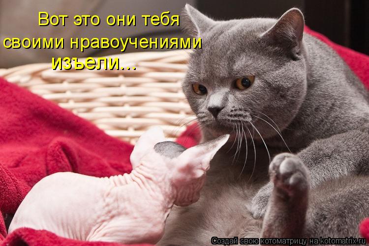 Вот это они тебя своими нравоучениями изъели...... Котоматрица: Вот это они тебя своими нравоучениями изъели...
