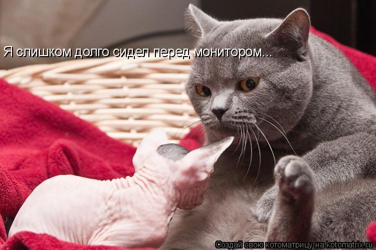 Я слишком долго сидел перед монитором...... Котоматрица: Я слишком долго сидел перед монитором...