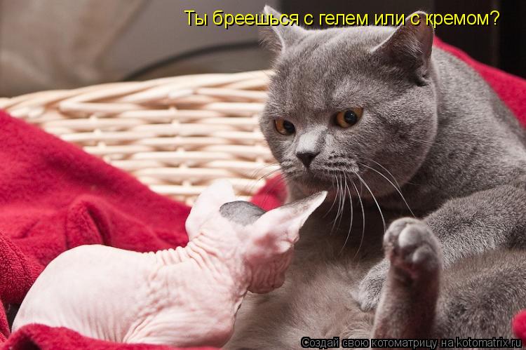 Ты бреешься с гелем или с кремом?... Котоматрица: Ты бреешься с гелем или с кремом?