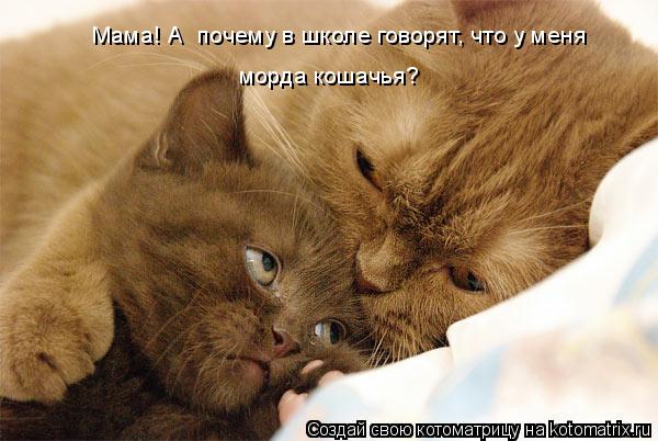 Мама! А почему в школе говорят, что у меня морда кошачья?... Котоматрица: Мама! А почему в школе говорят, что у меня морда кошачья?