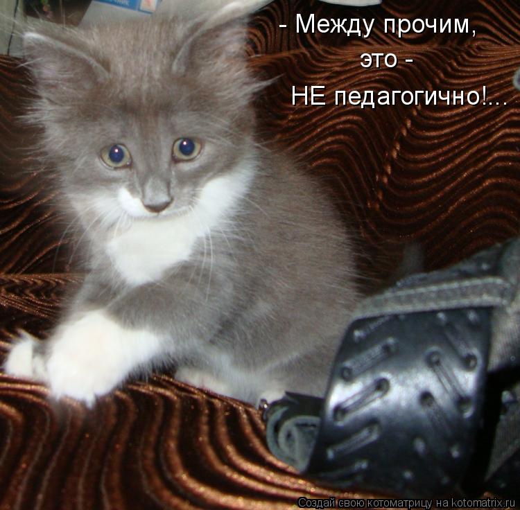 - Между прочим, это - НЕ педагогично!...... Котоматрица: - Между прочим, это - НЕ педагогично!...