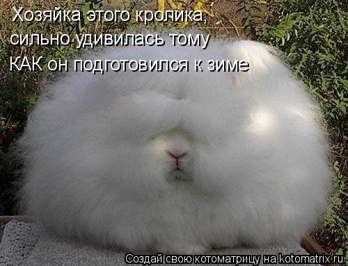 Хозяйка этого кролика, сильно удивилась тому КАК он подготовился к зиме... Котоматрица: Хозяйка этого кролика, сильно удивилась тому КАК он подготовился к зиме