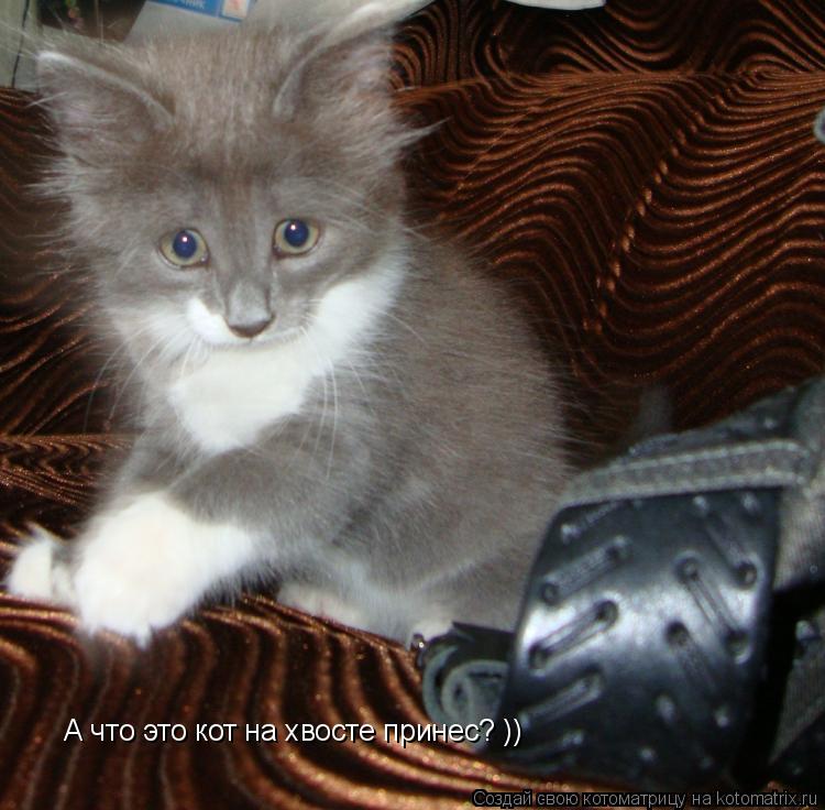 А что это кот на хвосте принес? ))... Котоматрица: А что это кот на хвосте принес? ))