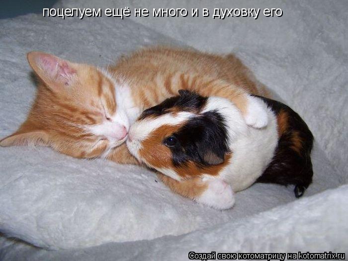 поцелуем ещё не много и в духовку его... Котоматрица: поцелуем ещё не много и в духовку его