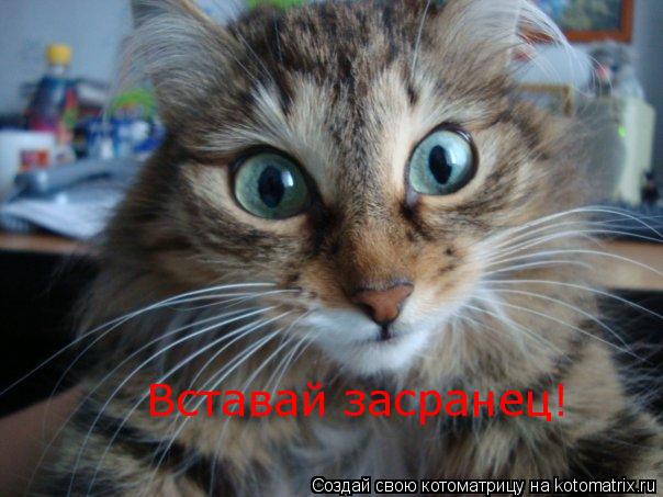 Вставай засранец!... Котоматрица: Вставай засранец!
