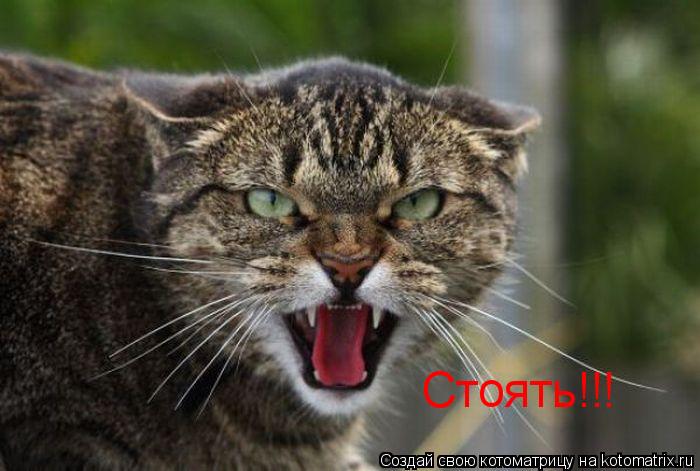 Стоять!!!... Котоматрица: Стоять!!!