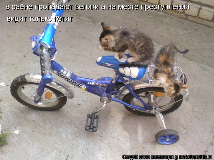 в раёне пропадают велики а на месте преступления видят только котят... Котоматрица: в раёне пропадают велики а на месте преступления видят только котят