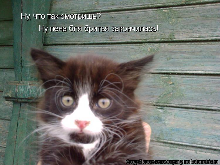 Ну, что так смотришь? Ну пена бля бритья закончилась!... Котоматрица: Ну, что так смотришь? Ну пена бля бритья закончилась!