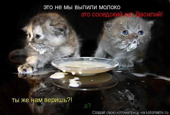 это не мы выпили молоко это соседский кот Василий! ты же нам веришь?! а?... Котоматрица: это не мы выпили молоко это соседский кот Василий! ты же нам веришь?! а?