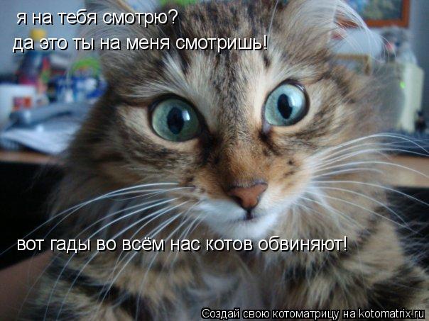 я на тебя смотрю? да это ты на меня смотришь! вот гады во всём нас котов обвиняют!... Котоматрица: я на тебя смотрю? да это ты на меня смотришь! вот гады во всём нас котов обвиняют!
