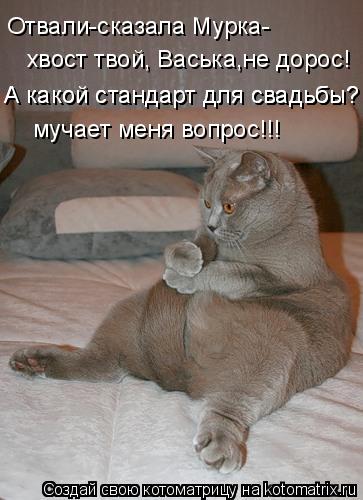 Отвали-сказала Мурка- хвост твой, Васька,не дорос! А какой стандарт для свадьбы? А какой стандарт для... Котоматрица: Отвали-сказала Мурка- хвост твой, Васька,не дорос! А какой стандарт для свадьбы? А какой стандарт для свадьбы? мучает меня вопрос!!!