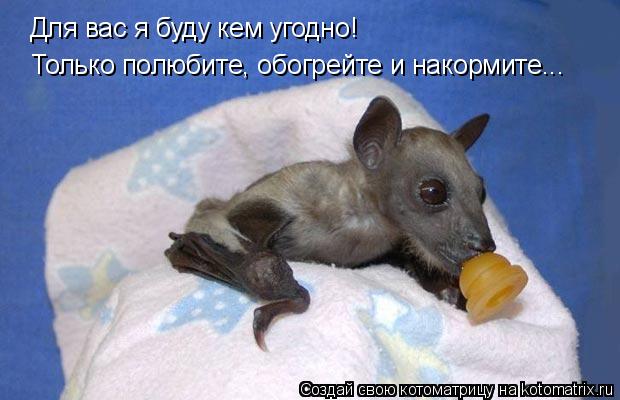 Котоматрица: Для вас я буду кем угодно! Только полюбите, обогрейте и накормите...