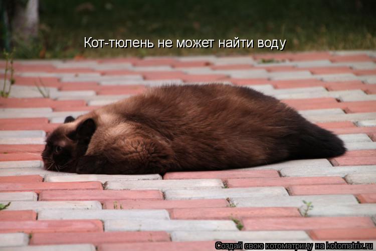 Котоматрица: Кот-тюлень не может найти воду