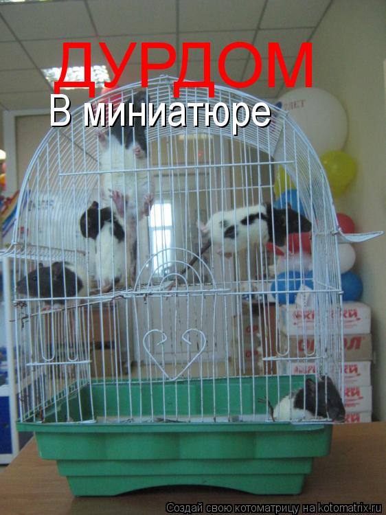 Котоматрица: ДУРДОМ В миниатюре