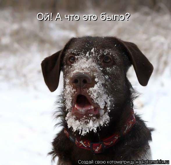 Ой! А что это было?... Котоматрица: Ой! А что это было?
