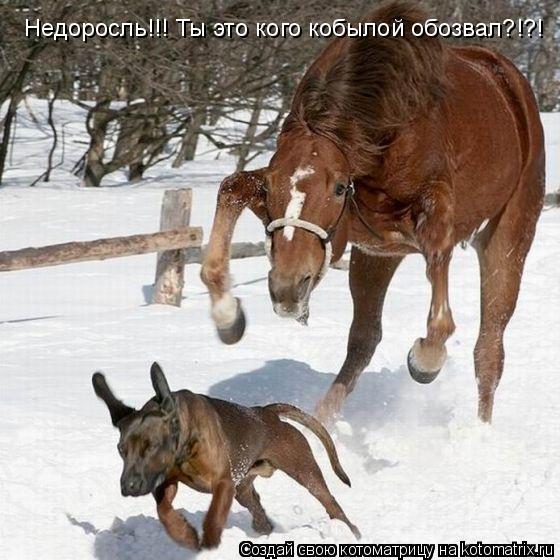 Недоросль!!! Ты это кого кобылой обозвал?!?!... Котоматрица: Недоросль!!! Ты это кого кобылой обозвал?!?!