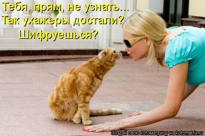 Тебя, прям, не узнать... Так ухажеры достали? Шифруешься?... Котоматрица: Тебя, прям, не узнать... Так ухажеры достали? Шифруешься?