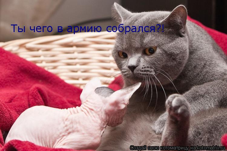 Ты чего в армию собрался?!... Котоматрица: Ты чего в армию собрался?!