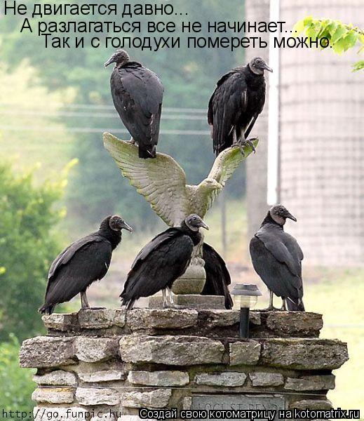Котоматрица: Не двигается давно... А разлагаться все не начинает... Так и с голодухи помереть можно.