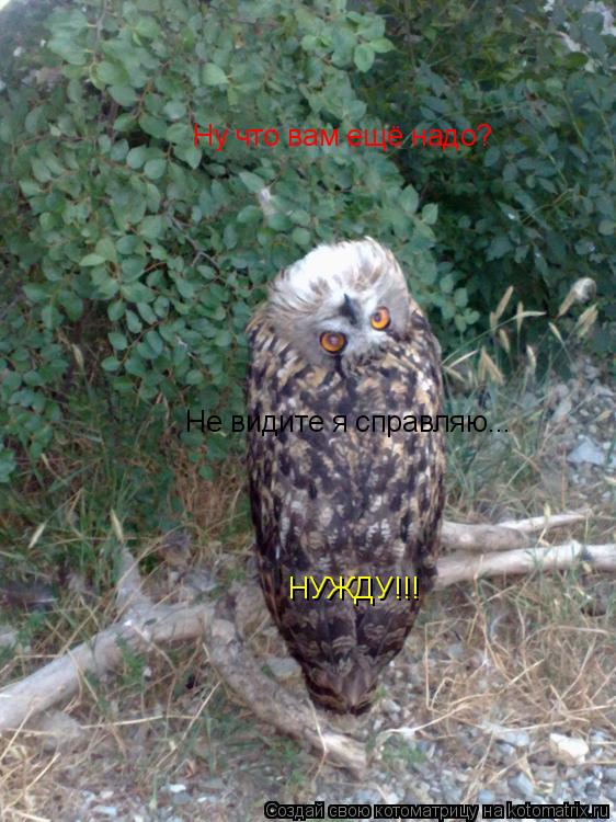 Котоматрица: Не видите я справляю... НУЖДУ!!! Ну что вам ещё надо?