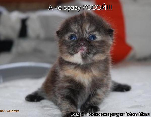 А че сразу КОСОЙ!!!... Котоматрица: А че сразу КОСОЙ!!!