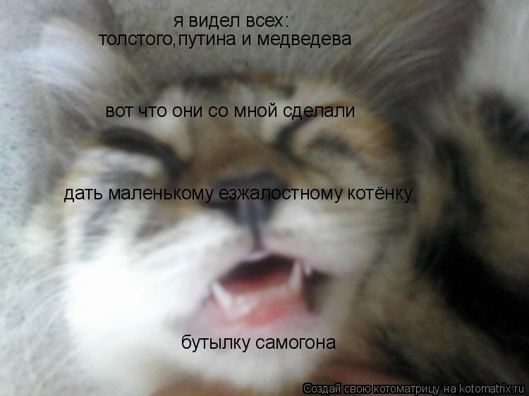 Котоматрица: я видел всех: толстого,путина и медведева   вот что они со мной сделали дать маленькому езжалостному котёнку бутылку самогона