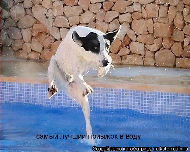 самый лучший приыжок в воду... Котоматрица: самый лучший приыжок в воду
