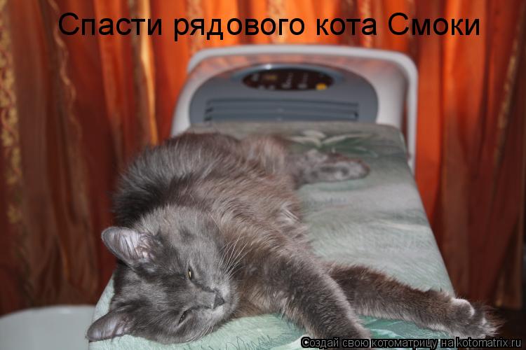 Спасти рядового кота Смоки... Котоматрица: Спасти рядового кота Смоки