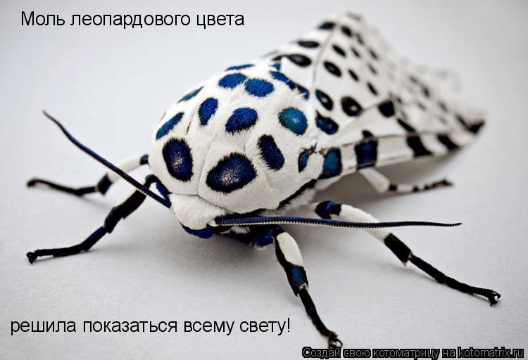 Моль леопардового цвета решила показаться всему свету!... Котоматрица: Моль леопардового цвета решила показаться всему свету!