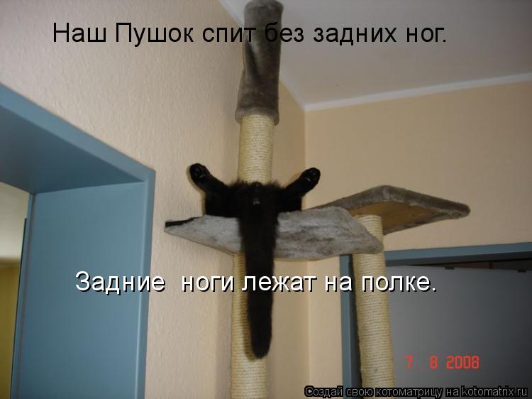 Наш Пушок спит без задних ног. Задние ноги лежат на полке.... Котоматрица: Наш Пушок спит без задних ног. Задние ноги лежат на полке.
