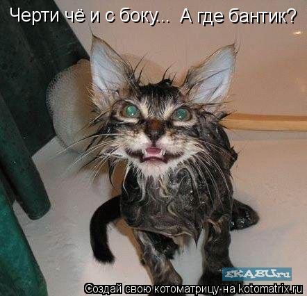 Черти чё и с боку... А где бантик?... Котоматрица: Черти чё и с боку... А где бантик?
