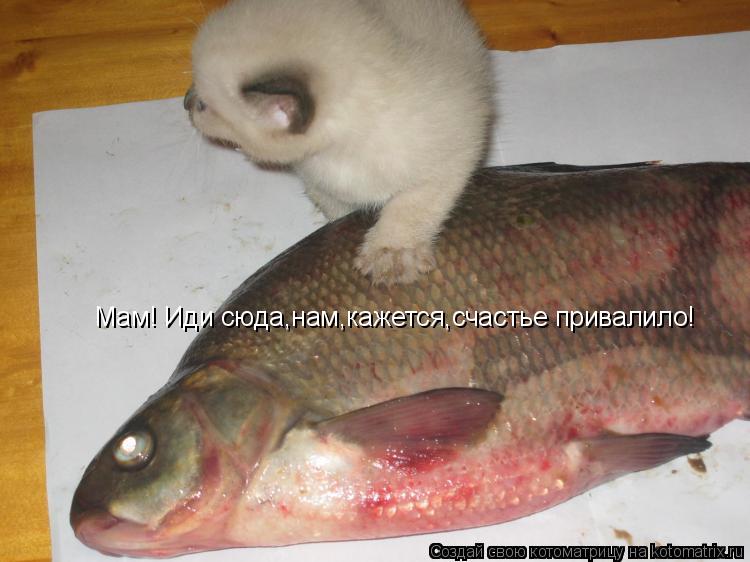 Мам! Иди сюда,нам,кажется,счастье привалило!... Котоматрица: Мам! Иди сюда,нам,кажется,счастье привалило!