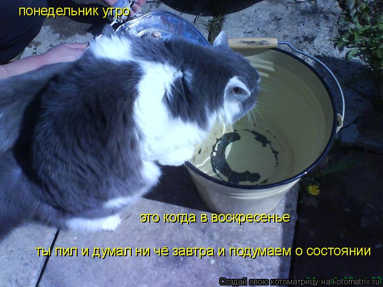 понедельник утро это когда в воскресенье ты пил и думал ни чё завтра и подумаем о состоянии... Котоматрица: понедельник утро это когда в воскресенье ты пил и думал ни чё завтра и подумаем о состоянии