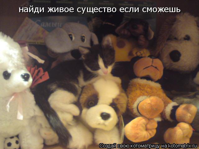 найди живое существо если сможешь... Котоматрица: найди живое существо если сможешь