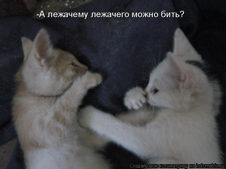 -А лежачему лежачего можно бить?... Котоматрица: -А лежачему лежачего можно бить?