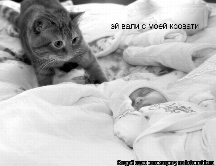 эй вали с моей кровати... Котоматрица: эй вали с моей кровати