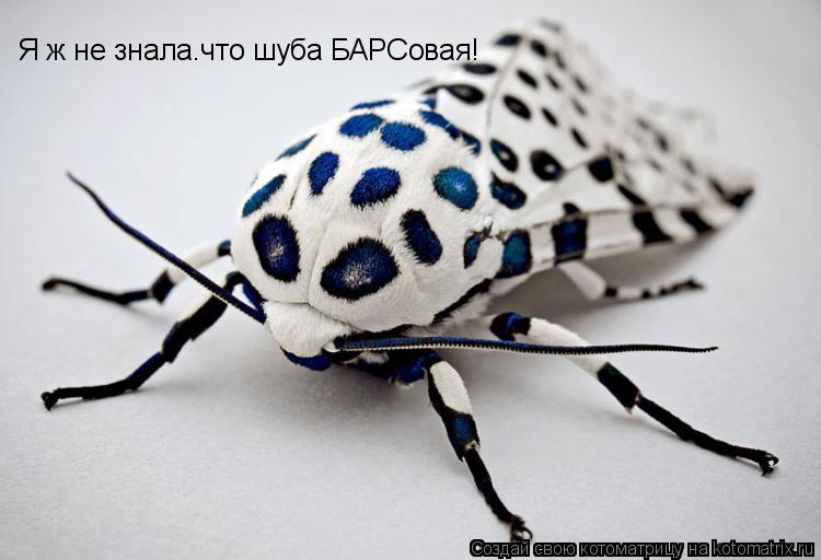Я ж не знала.что шуба БАРСовая!... Котоматрица: Я ж не знала.что шуба БАРСовая!