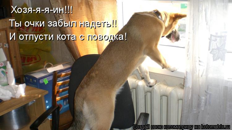 Хозя-я-я-ин!!! И отпусти кота с поводка! Ты очки забыл надеть!!... Котоматрица: Хозя-я-я-ин!!! И отпусти кота с поводка! Ты очки забыл надеть!!