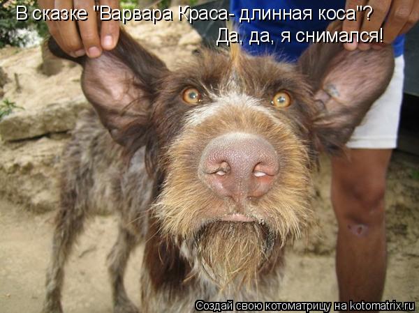 В сказке "Варвара Краса- длинная коса"? Да, да, я снимался!... Котоматрица: В сказке "Варвара Краса- длинная коса"? Да, да, я снимался!