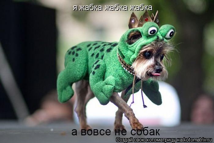 я жабка жабка жабка а вовсе не собак... Котоматрица: я жабка жабка жабка а вовсе не собак