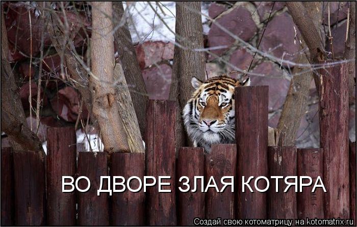 ВО ДВОРЕ ЗЛАЯ КОТЯРА... Котоматрица: ВО ДВОРЕ ЗЛАЯ КОТЯРА